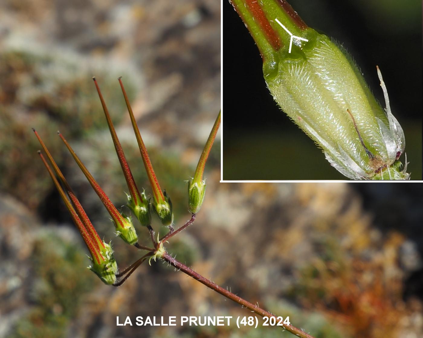 Storksbill fruit